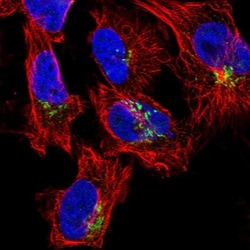 COG5 Antibody, Novus Biologicals:Antibodies:Primary Antibodies